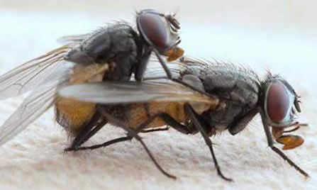 蝇类防治