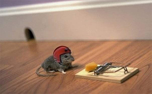 家庭鼠害防治方案