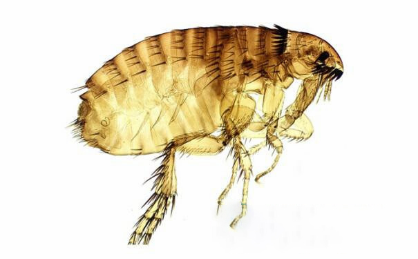 家庭跳蚤防治方案