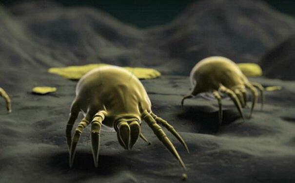 家庭螨虫防治方案