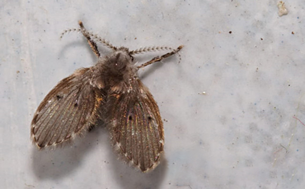 家庭蛾蠓防治方案