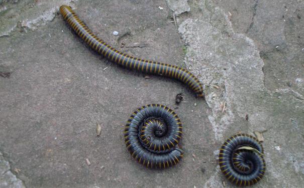 其他虫害防治方案