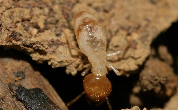 家庭白蚁虫害防治方案